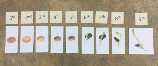 sprouting bean photos numbered in order