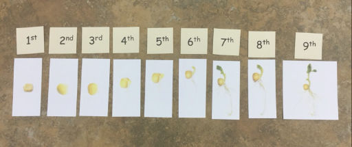 life span of a pea plant pictures numbered in order