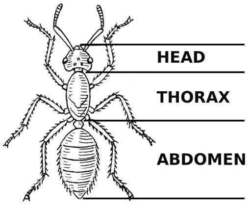 Ant diagram that states head, thorax, abdomen