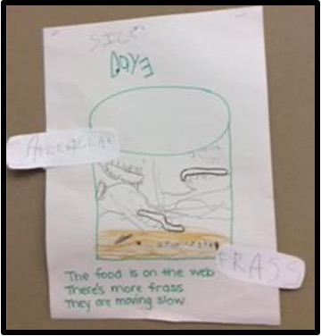 observational drawing of caterpillars with dictated observation notes