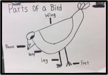 Part of a bird anchor chart