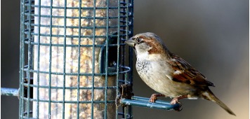 small bird at a bird feeder
