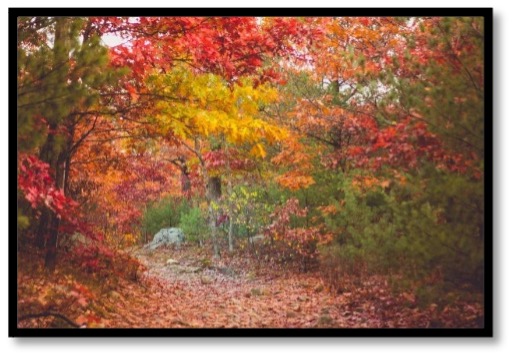 Autumn wood scene