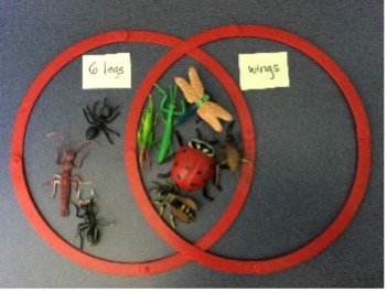 Two overlapping hoops with insects sorting by legs and wings